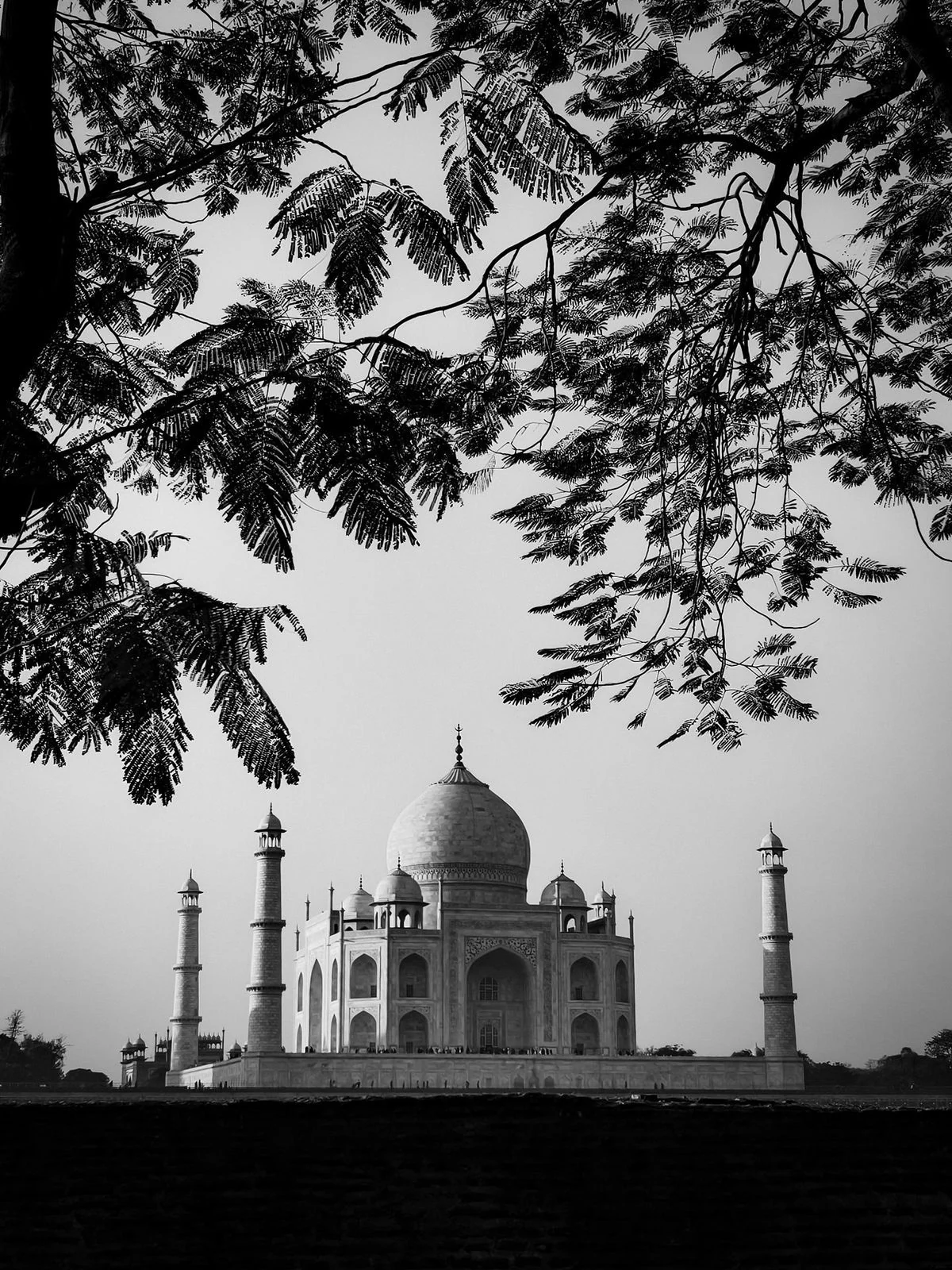 The dome through the trees